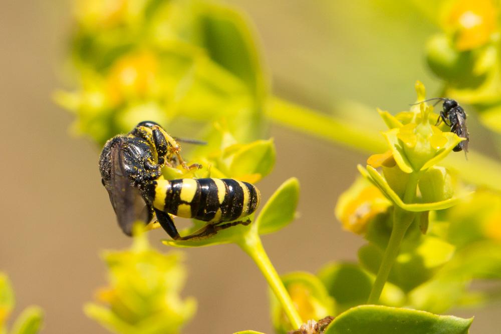 Le  Crabro cribrarius (Linnaeus, 1758)
