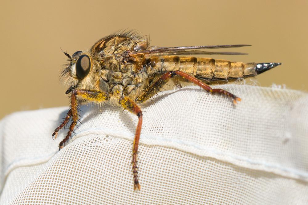 Machimus chrysitis (Meigen, 1820)