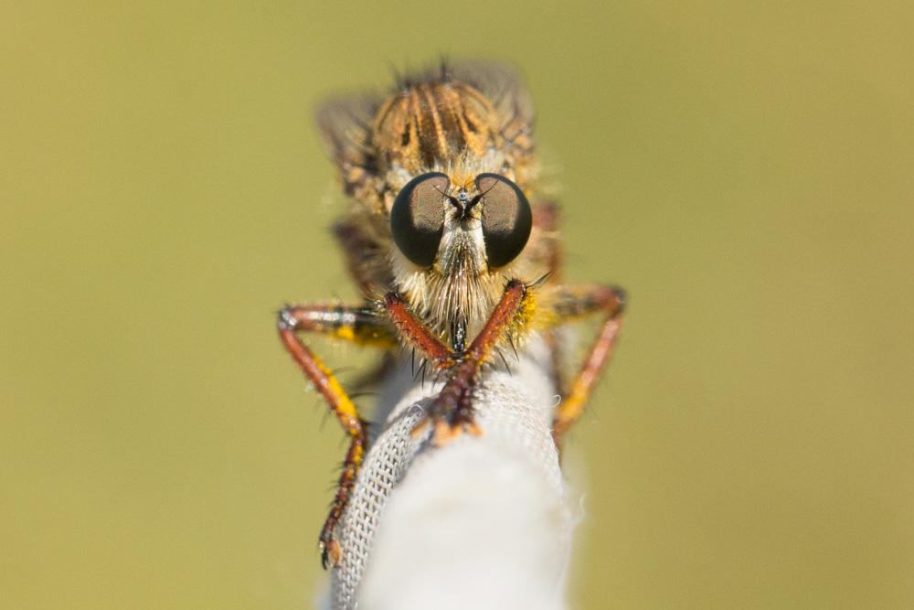 Machimus chrysitis (Meigen, 1820)