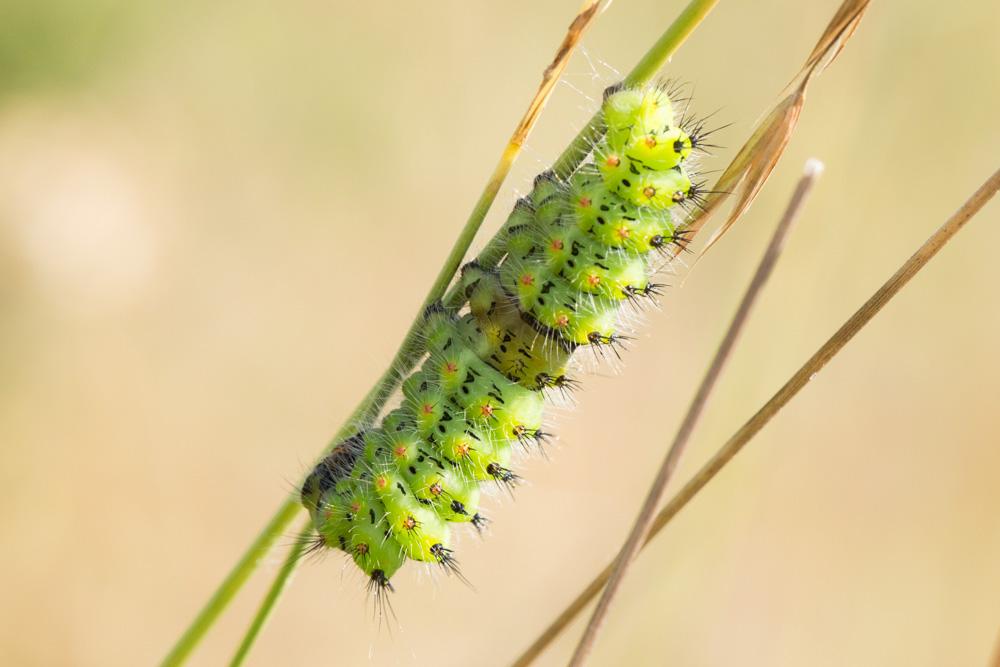 Le Petit Paon de Nuit (Le) Saturnia pavonia (Linnaeus, 1758)