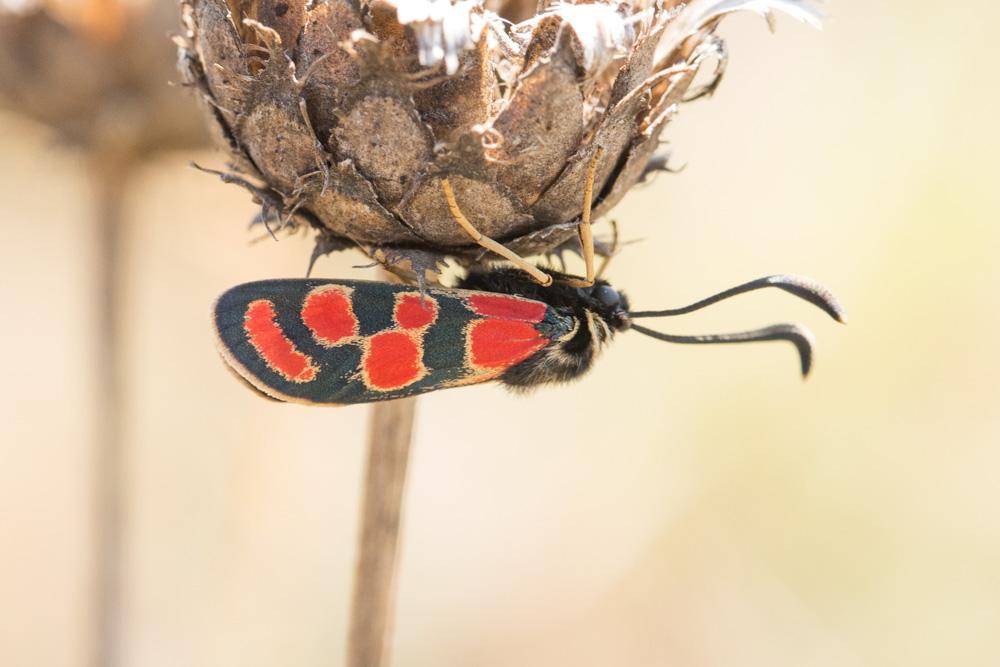 La Zygène du Sainfoin (La),Zygène de la Carniole (La) Zygaena carniolica (Scopoli, 1763)