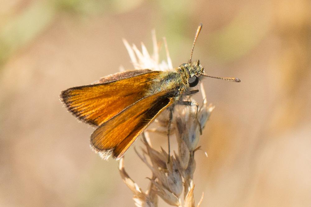 Hespérie du Dactyle (L'), Hespérie europénne (au C Thymelicus lineola (Ochsenheimer, 1808)