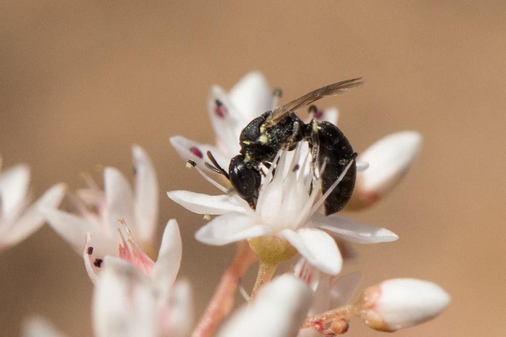  Hylaeus Fabricius, 1793