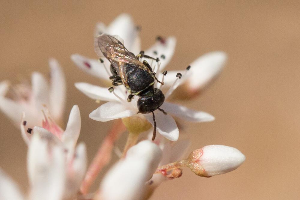  Hylaeus Fabricius, 1793