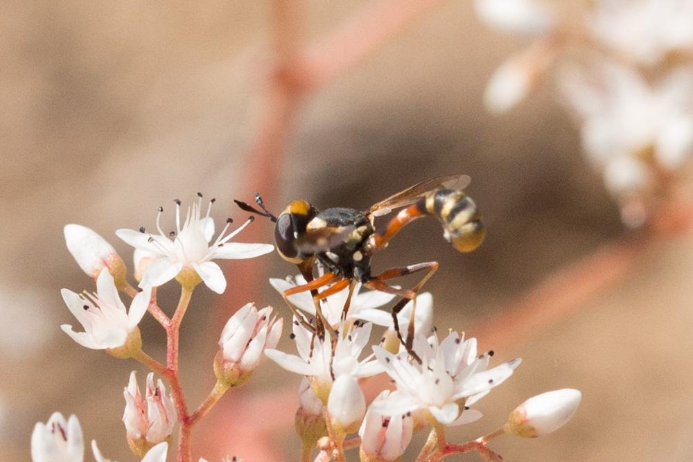  Physocephala rufipes (Fabricius, 1781)