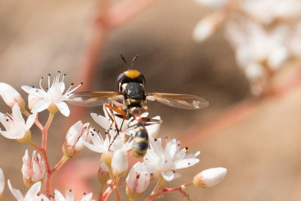  Physocephala rufipes (Fabricius, 1781)