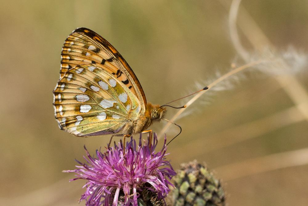 Grand Nacré (Le), Aglaé (L'), Moyen-Nacré (Le) Speyeria aglaja (Linnaeus, 1758)