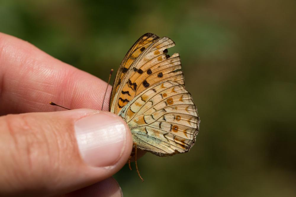 Chiffre (Le) Fabriciana niobe (Linnaeus, 1758)