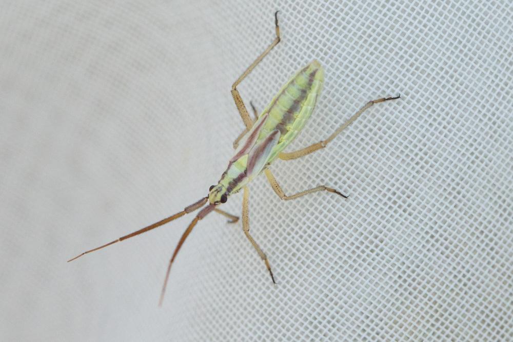 Leptopterna ferrugata (Fallén, 1807)