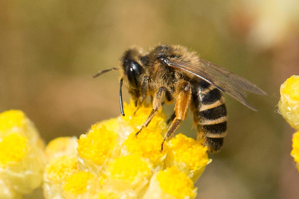 Andrena flavipes Panzer, 1799