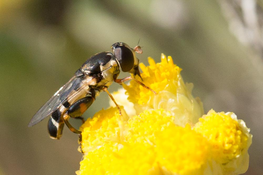 Syritta pipiens (Linnaeus, 1758)
