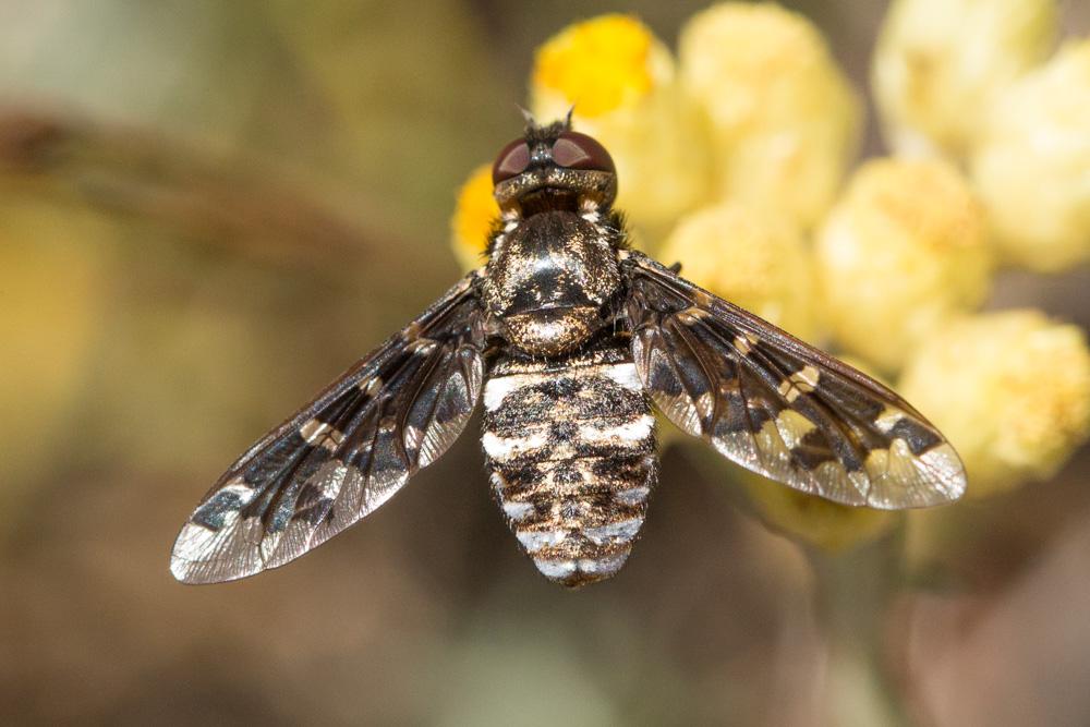Exoprosopa jacchus (Fabricius, 1805)