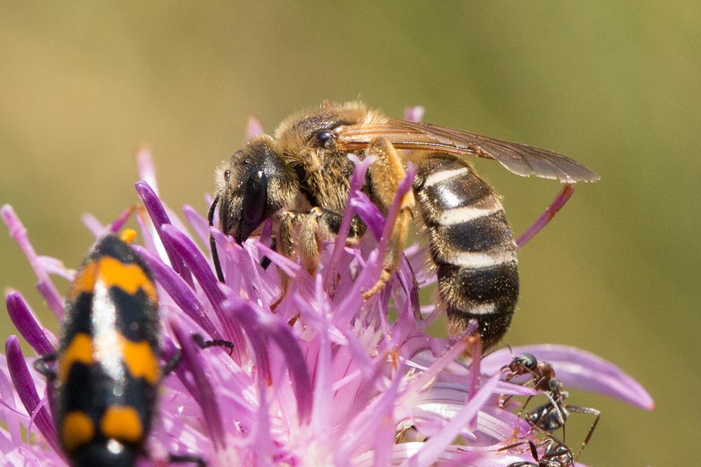 Halictus quadricinctus (Fabricius, 1776)