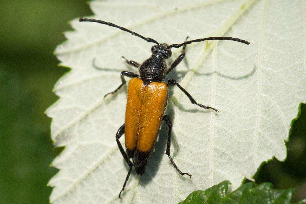 Lepture fauve Stictoleptura fulva (De Geer, 1775)