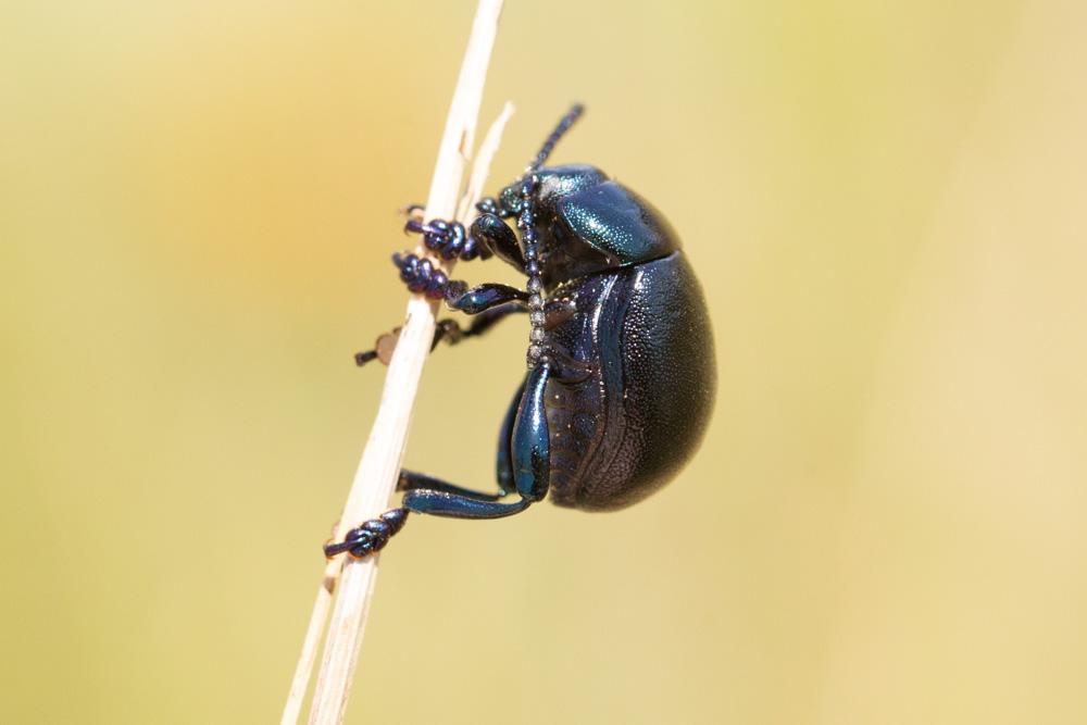 Le  Timarcha goettingensis (Linnaeus, 1758)