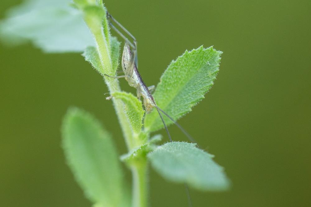 Grillon d'Italie, Oecanthe transparent, Grillon tr Oecanthus pellucens (Scopoli, 1763)