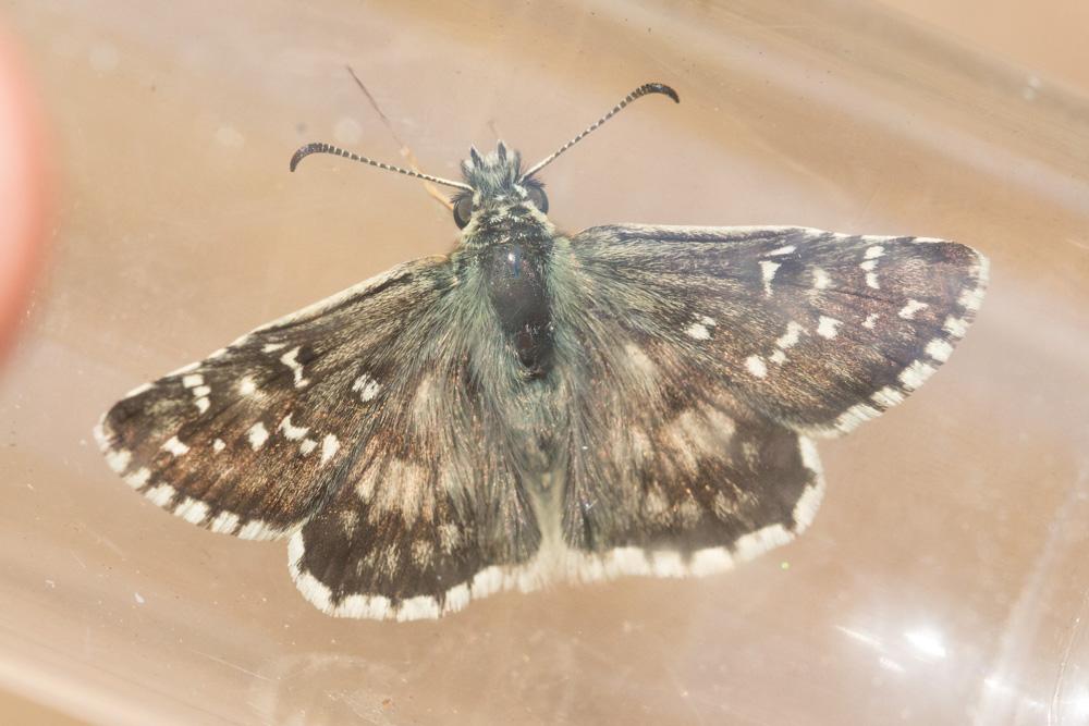 Hespérie des Hélianthèmes (L'), Hespérie de Foulqu Pyrgus foulquieri (Oberthür, 1910)