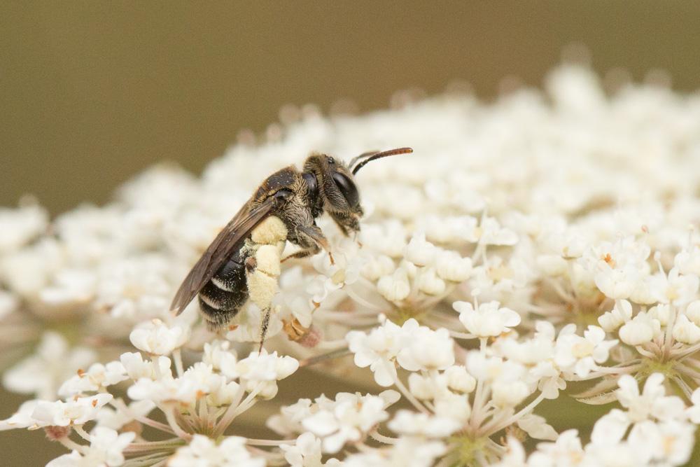  Andrena colletiformis Morawitz, 1874