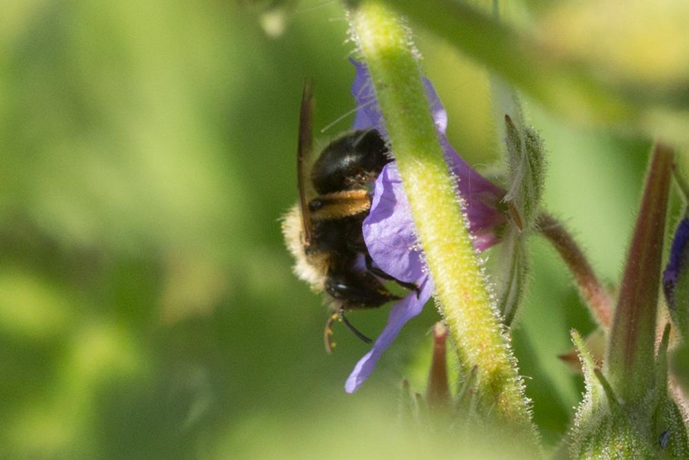 Le  Andrena bicolor Fabricius, 1775