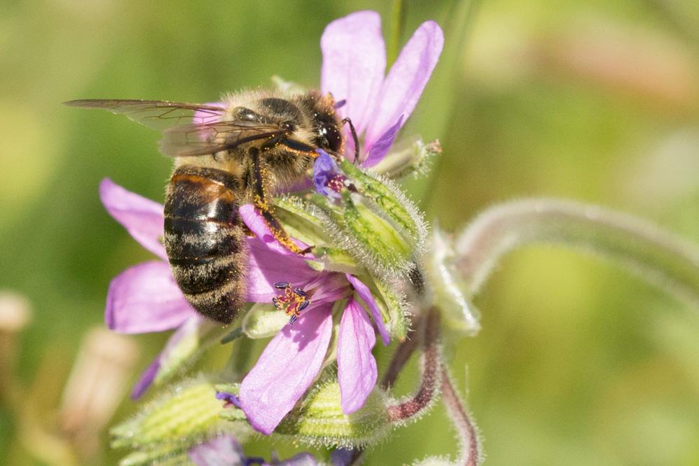 Abeille domestique, Abeille européenne, Abeille me Apis mellifera Linnaeus, 1758