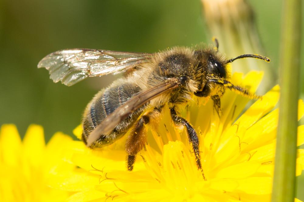 Andrena nigroaenea (Kirby, 1802)