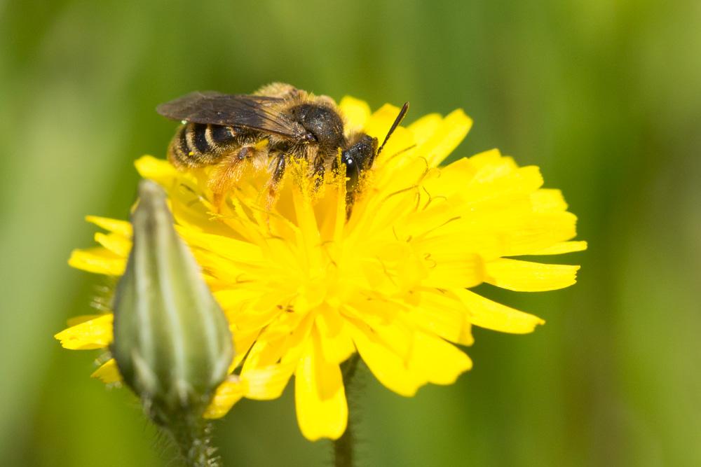  Andrena hesperia Smith, 1853