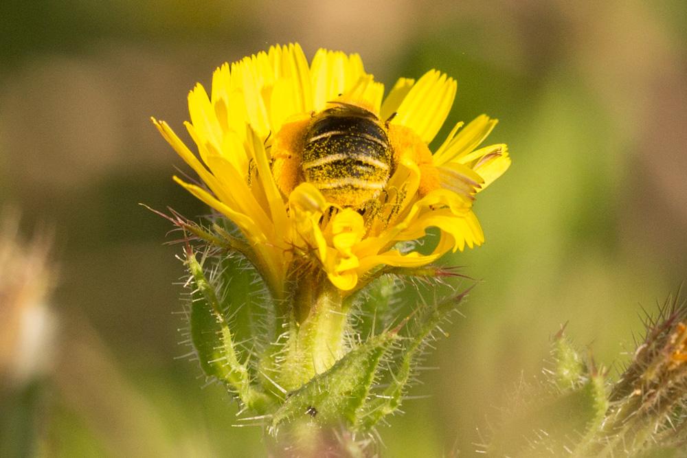 Eucère à face noire Eucera nigrifacies Lepeletier, 1841