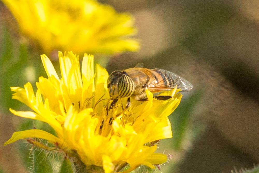 Eristalinus taeniops (Wiedemann, 1818)