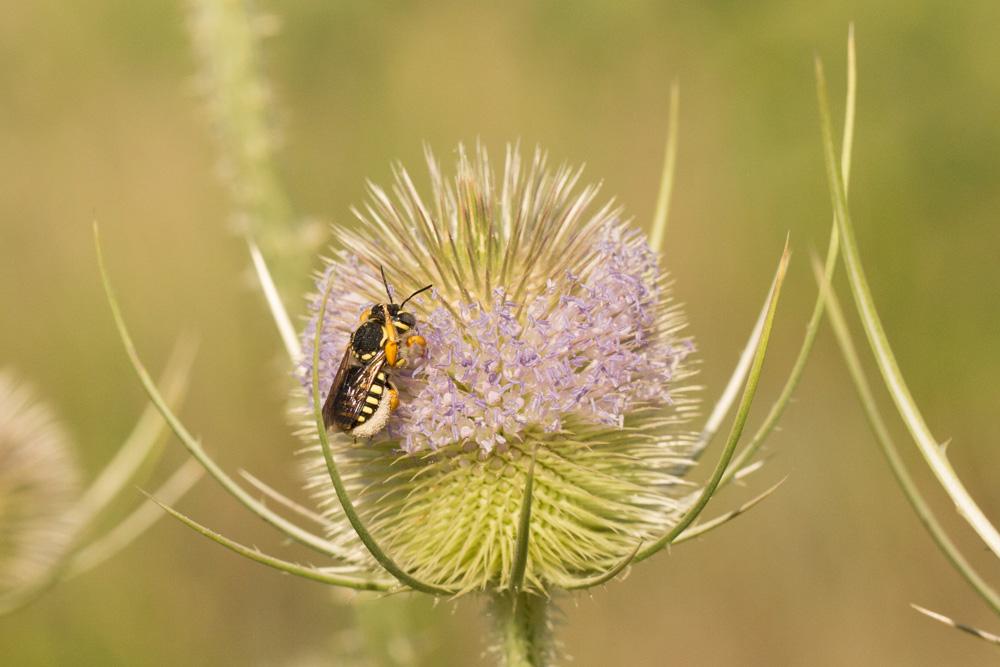 Trachusa integra (Eversmann, 1852)