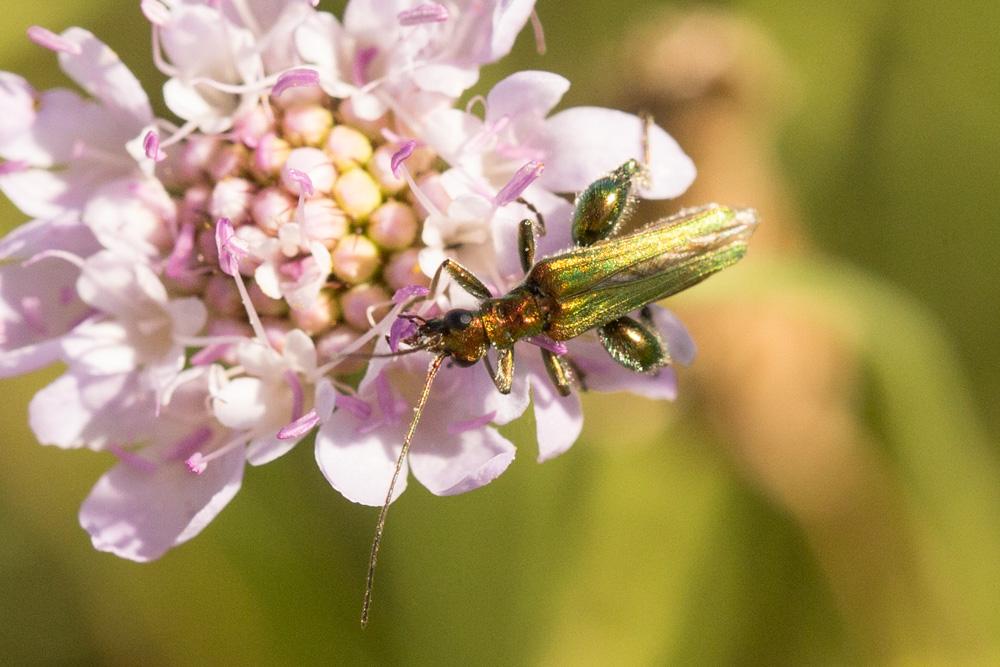 Oedemera flavipes (Fabricius, 1792)