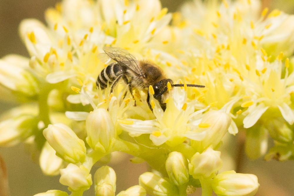 Colletes nigricans Gistel, 1857