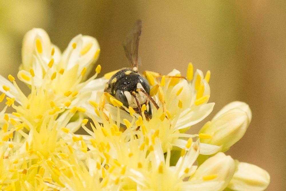  Cerceris lunata A. Costa, 1869