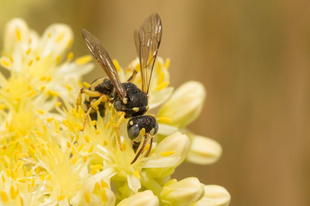  Cerceris lunata A. Costa, 1869
