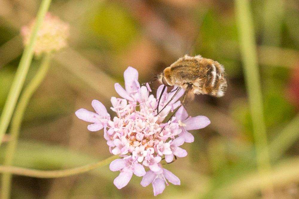  Bombylius cruciatus Fabricius, 1798