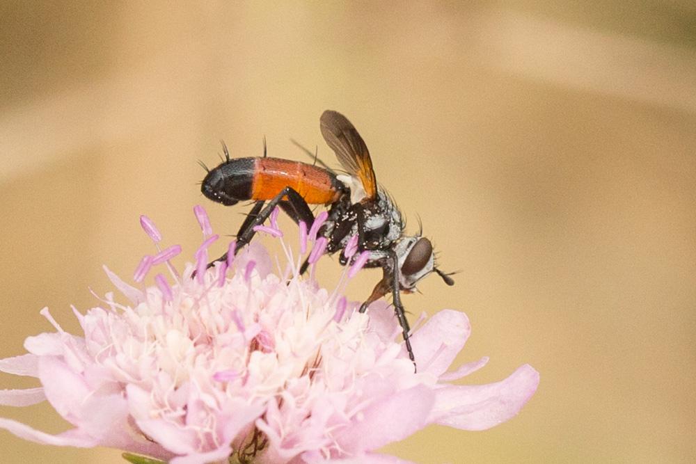  Cylindromyia brassicaria (Fabricius, 1775)