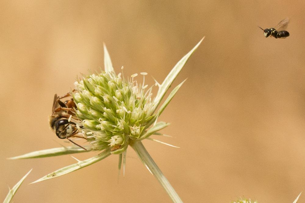  Andrena variabilis Smith, 1853
