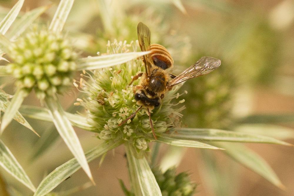  Andrena variabilis Smith, 1853