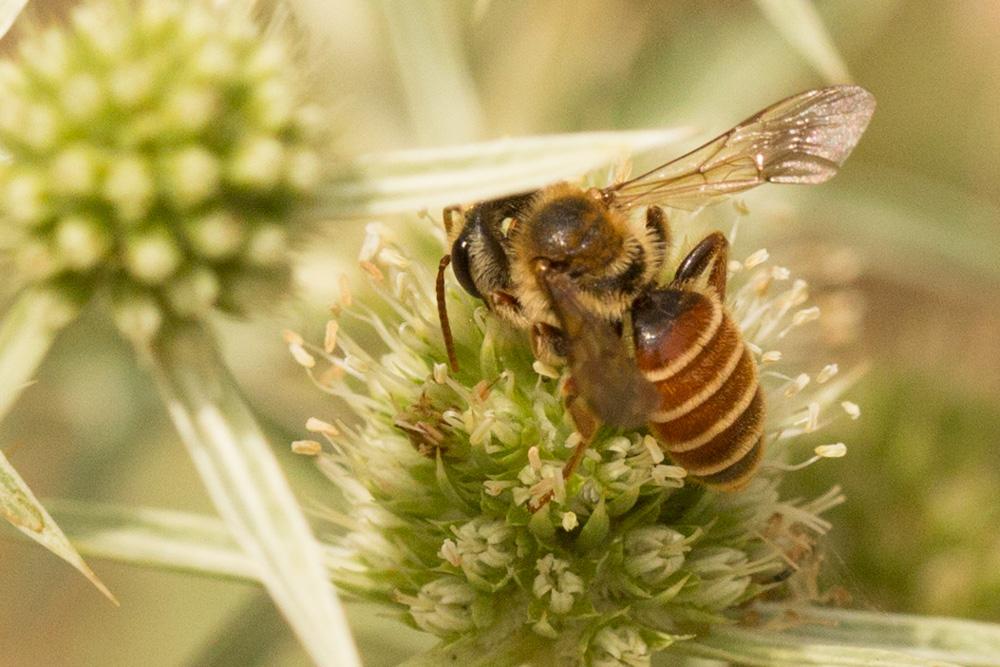  Andrena variabilis Smith, 1853