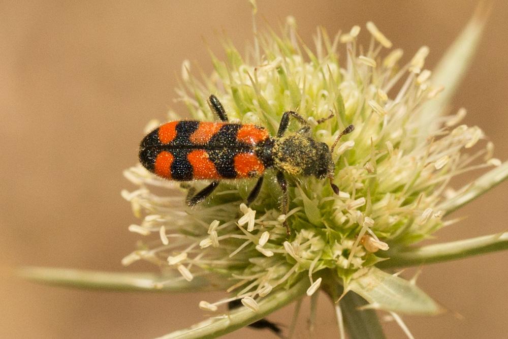 Clairon à épaulettes Trichodes leucopsideus (Olivier, 1795)