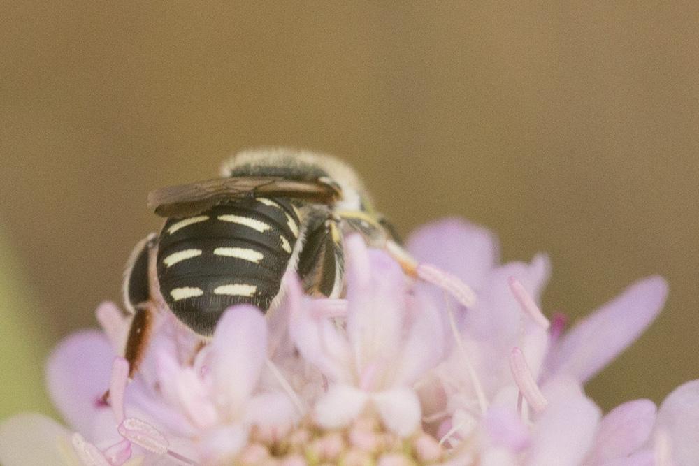  Anthidium diadema Latreille, 1809
