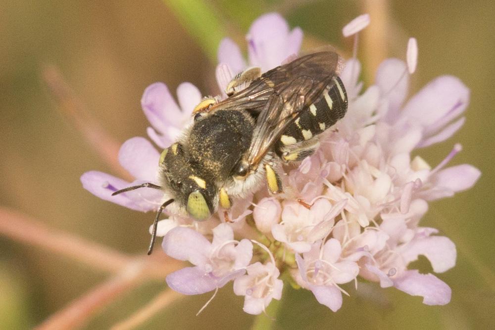  Anthidium diadema Latreille, 1809