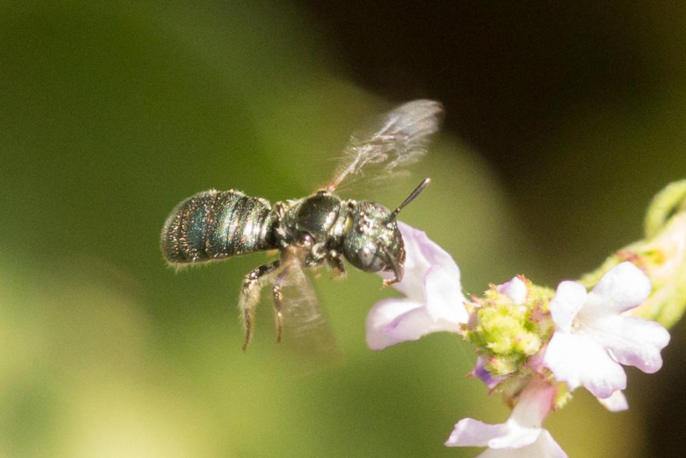 Cératine bleutée Ceratina cyanea (Kirby, 1802)