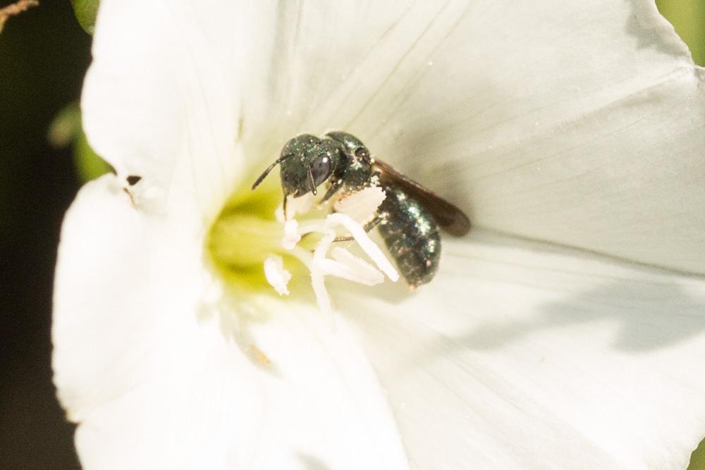 Cératine bleutée Ceratina cyanea (Kirby, 1802)