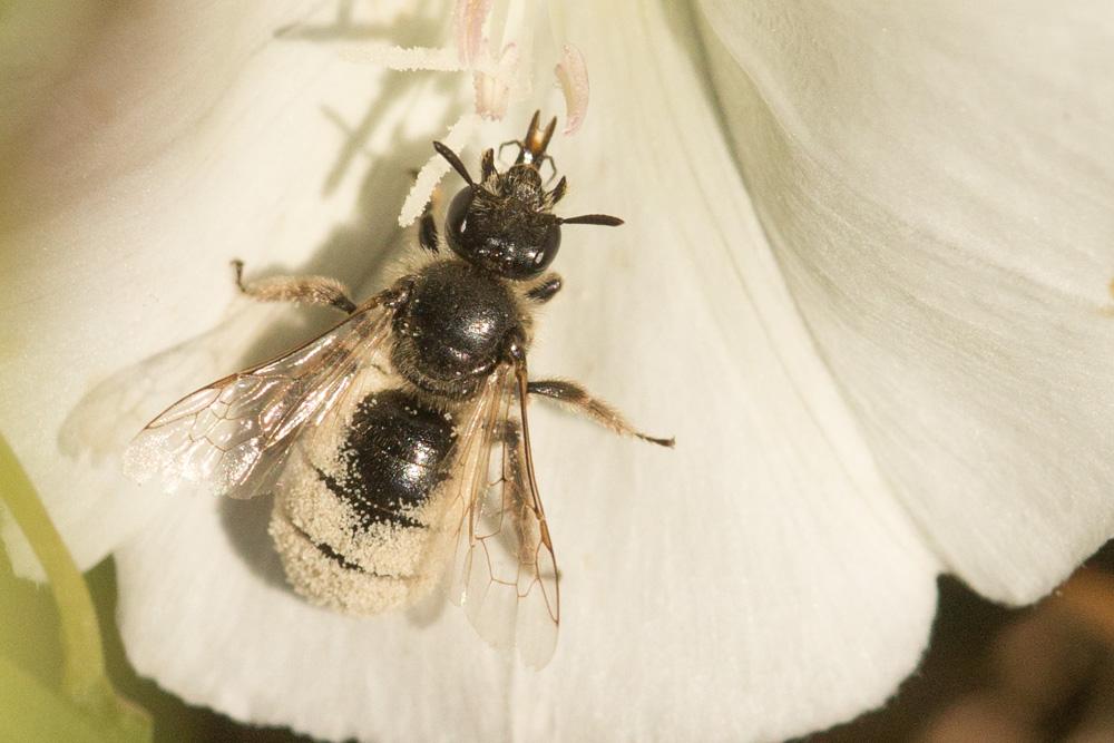  Systropha curvicornis (Scopoli, 1770)