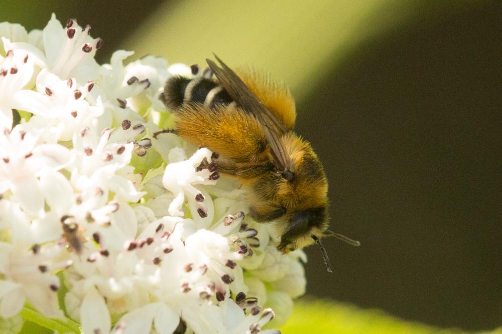  Dasypoda hirtipes (Fabricius, 1793)