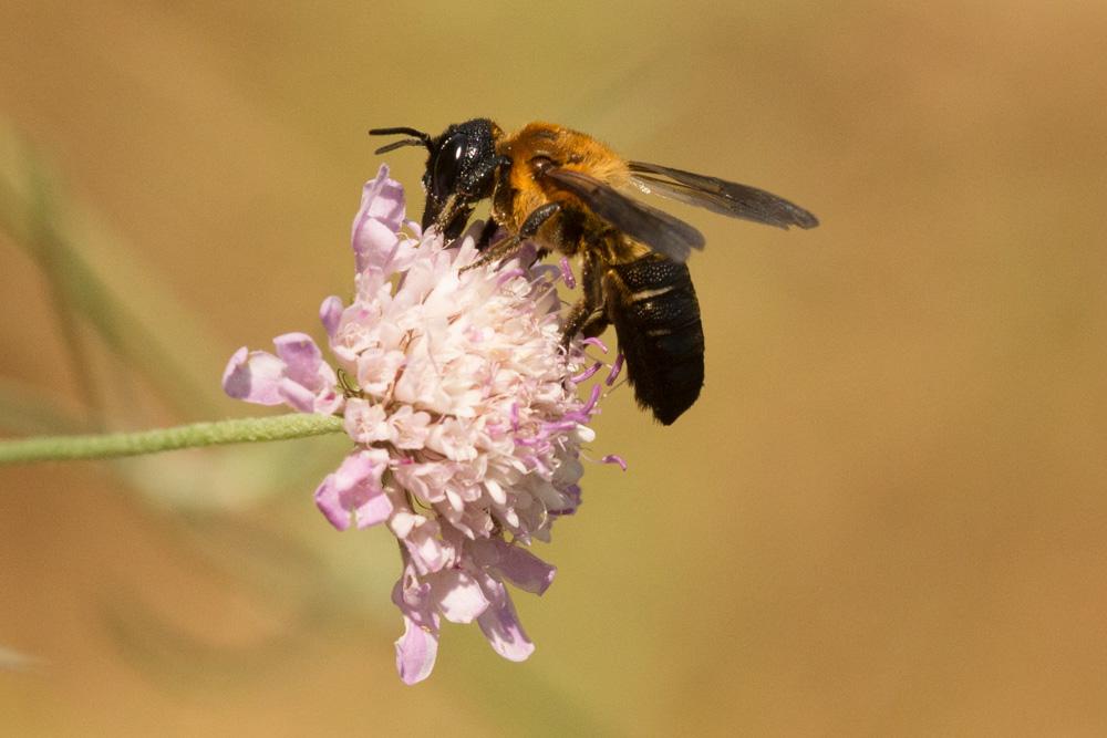  Megachile sculpturalis Smith, 1853