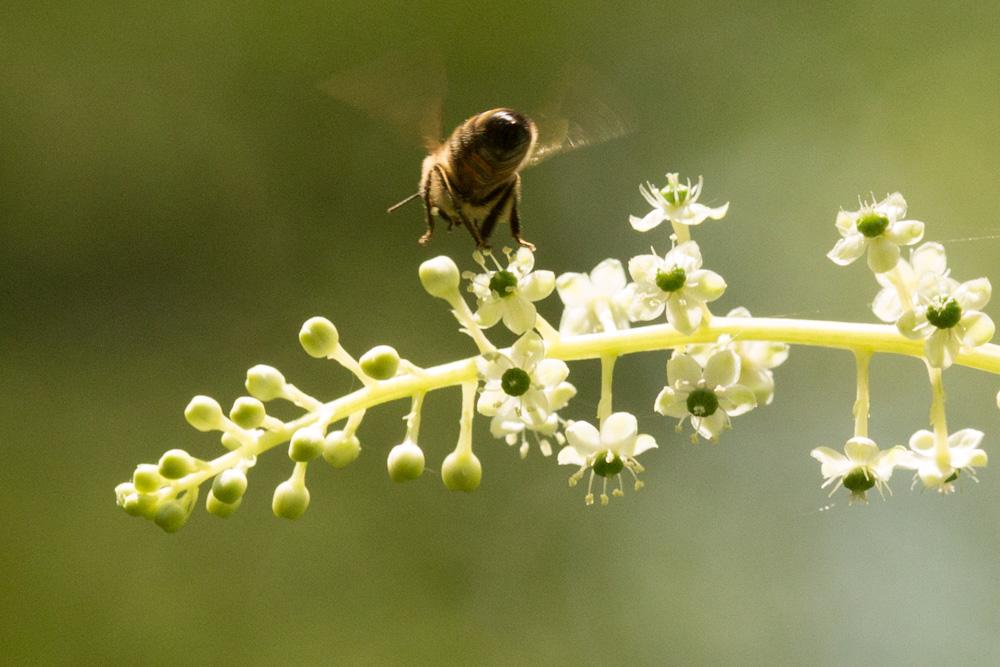 Abeille domestique, Abeille européenne, Abeille me Apis mellifera Linnaeus, 1758