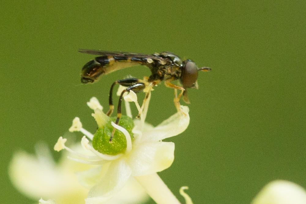  Neoascia Williston, 1886