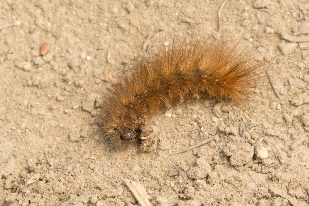 Ecaille cramoisie (L') Phragmatobia fuliginosa (Linnaeus, 1758)