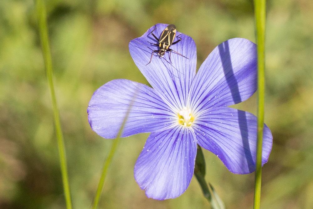 Hadrodemus m-flavum (Goeze, 1778)